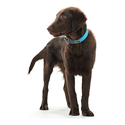 Collier pour Chien Hunter Convenience Turquoise (28-36 cm)