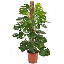 Plant in a Box Monstera Deliciosa - Plante trouée - Pot 24cm - Hauteur 120-130cm