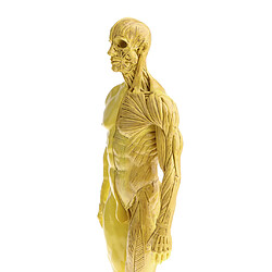 Avis 11 Pouces Modèle D'anatomie Masculine Modèle Référence Anatomique Pour Les Artistes - Jaune