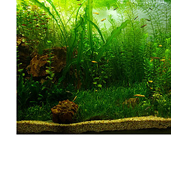 Avis aquarium fond aquarium photo