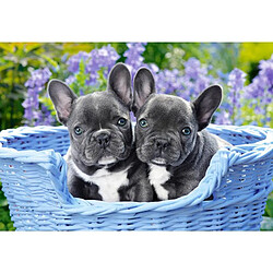 Castorland FRENCH BULLDOG PUPPIES