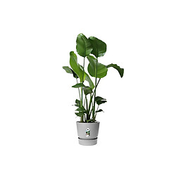 Avis Pot de fleurs rond en plastique Ø 30 cm Elho Greenville Round gris ciment pour jardin et balcon