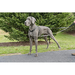 Petsafe Laisse pour chien Anti-Traction Solide, Durable, avec bandes Réfléchissantes pour Harnais 3 en 1. Facile à utiliser, confortable et sure. Gris pas cher