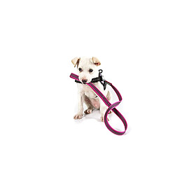 Julius K9 élastique Sports Laisse avec dragonne, pour Max. 50 kg pour Chien, 20 mm x 1 m Rose