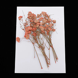 Pressé Real Babysbreath Fleur Séchée Pour Jewlery Making Craft Decor Orange pas cher