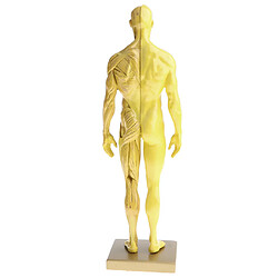 11 Pouces Modèle D'anatomie Masculine Modèle Référence Anatomique Pour Les Artistes - Jaune pas cher