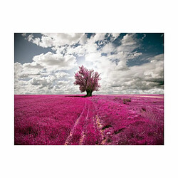 Paris Prix Papier Peint Prairie Couleur Fuschia 154 x 200 cm