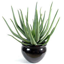 Pegane Plante artificielle haute gamme Spécial extérieur / Aloevera artificielle - Dim : 55 x 30 cm