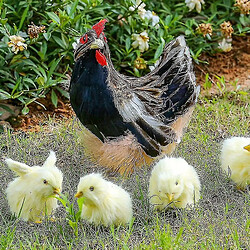 Avis Universal 4pcs / ensemble réaliste poulet à fourrure - simulation animale jouet de poultre réaliste poule