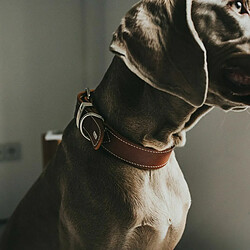 Collier pour Chien Hunter Aalborg Cognac (20-24 cm) pas cher