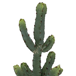 Atmosphera, Createur D'Interieur Cactus en pot Alicante H49cm - ATMOSPHERA