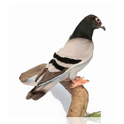 Hansa Pigeon Voyageur 20cm - ANIMA