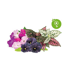 Avis Click & Grow Vibrant Flower Mix, paquet de 9 fleurs, mélange de fleurs ornementales