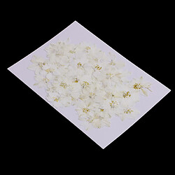 50 pièces Fleurs séchées pressées pour Art Craft Scrapbooking White Delphinium pas cher