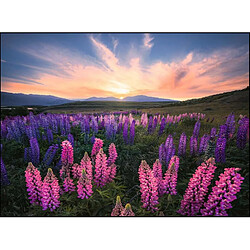 Ravensburger Puzzle Adulte Les lupins - Nature edition - Puzzle 500 pcs