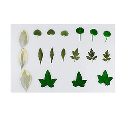 Feuilles De Fleurs Séchées Pressées En Vrac Pour Bricolage Scrapbooking Green 18Pcs