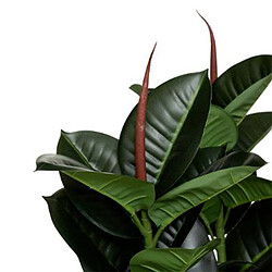 Atmosphera, Createur D'Interieur Ficus artificiel Robusta H. 120 cm - Atmosphera