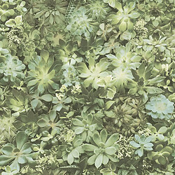 NOORDWAND Evergreen Succulent - Vert & Beige