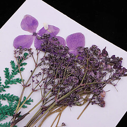 Avis Fleurs séchées pressées naturelles Feuille Sèche