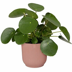 Avis Pot Elho Ø 30 cm Plastique