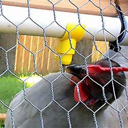 Acheter Abreuvoir à eau de poulet