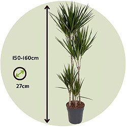 Plant in a Box Dracaena Marginata - Dragonnier XL - Pot de 27cm - Hauteur de 150-160cm