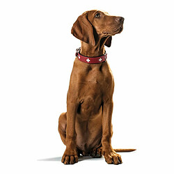 Avis Collier pour Chien Hunter Swiss Rouge/Noir (24-28.5 cm)