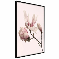 Paris Prix Affiche Murale Encadrée Blooming Magnolias II 20 x 30 cm Noir