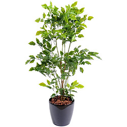 Pegane Plante artificielle haute gamme Spécial extérieur / Palissandre artificielle vert - Dim : 120 x 60 cm