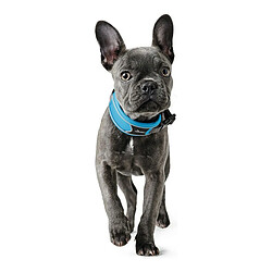 Collier pour Chien Hunter Divo Turquoise (25-35 cm)