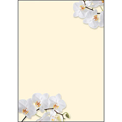 sigel Papier à motif, A4, 90 g/m2, motif 'White Orchid' ()