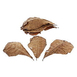 Acheter feuille aquarium crevette reptile tortue