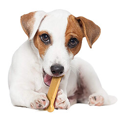 Acheter nylabone Dura Chew Beurre de Cacahuète pour Chien Regular