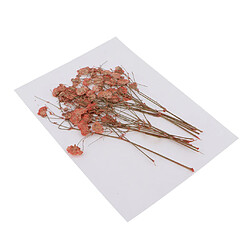 Avis Pressé Real Babysbreath Fleur Séchée Pour Jewlery Making Craft Decor Orange