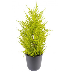 Plante Artificielle / Junipérus Artificiel Vert /Jaune - Dim : 55 x 15 cm -PEGANE-