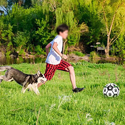 Acheter Jouets pour chien Soccer Ball Entraînement à l'extérieur Soccer Pet Bite Chew Balls Pour Chien Mâcheur Agressif