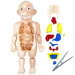 Universal Montessori 3D Puzzle Anatomie humaine Jouets Éducation Apprentissage Bricolage Assemblage Kit Outils pédagogiques pour le corps humain des enfants | Puzzle