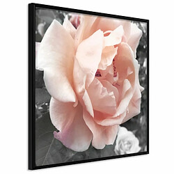 Paris Prix Affiche Murale Encadrée Delicate Rose 20 x 20 cm Noir