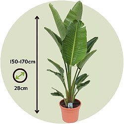 Plant in a Box Strelitzia Nicolai XXL - Plante oiseau de paradis - Pot 28cm - Hauteur 150-170cm