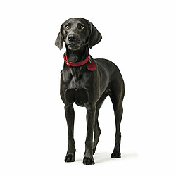 Avis Collier pour Chien Hunter Aalborg Rouge XS/S 28-33 cm