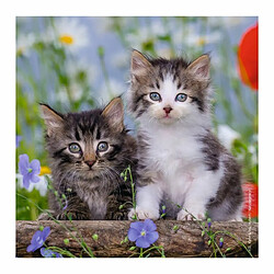 Acheter Ludendo Puzzles 3x49 pièces - Chatons tigrés