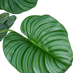 Avis Plante décorative Alexandra House Living Plastique Calathea 150 cm