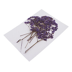 Pressé Real Babysbreath Fleur Séchée Pour Jewlery Making Artisanat Décor Pourpre