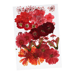 36/37/38/39 / 42Pc Naturel Réaliste Fleurs Séchées Pressées DIY Scrapbook Rouge