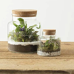 Terrarium en Verre Bovaj 21cm Transparent