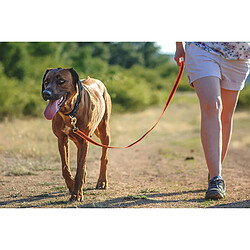 Avis Julius-K9 Laisse De Sport Anti-Glisse Avec Poignée Pour Chien, Orange Fluo, 1, 8m X 20mm Pour Chien Avec Poignée Orange Orange Fluo Autre