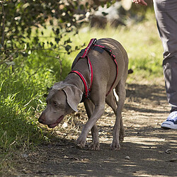 Avis Halti Premium Walking Harnais avec Bande Réfléchissante/Poignée Souple Doublée de Néoprène pour Chien Noir Taille M