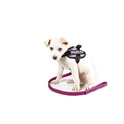 Acheter Julius K9 élastique Sports Laisse avec dragonne, pour Max. 50 kg pour Chien, 20 mm x 1 m Rose