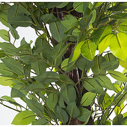 Plante décorative Alexandra House Living Plastique Ficus 16 x 16 x 162 cm