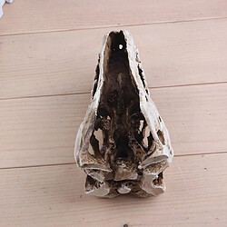 Avis Universal Rex Skull Dinosaur Resin Artisanal Gift Home Decoration Replica Aquarium Statue Tyranno Dragon Bone Skeleton Aquarium Decoration | Décorations